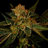 π Black Jack Seeds (100% off)